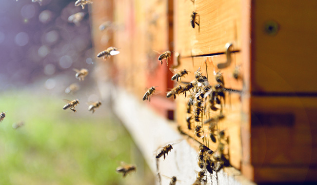 propolis-nedir-faydalari-nelerdir-nasil-tuketilmelidir