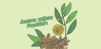 anason-yaginin-faydalari-nelerdir