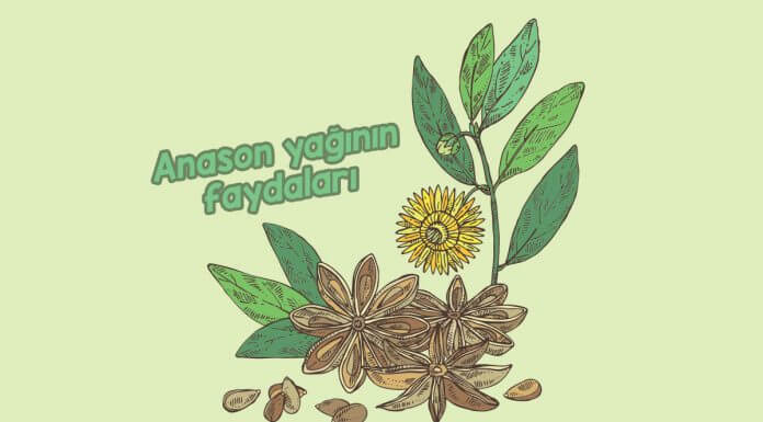 Anason Yağının Faydaları Nelerdir? anason-yaginin-faydalari-nelerdir
