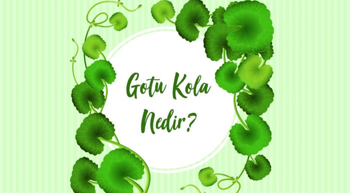 gotu-kola-nedir-faydalari-nelerdir