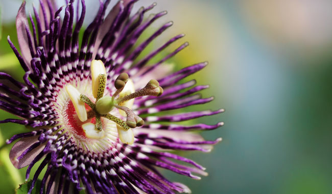 passiflora-nedir-nasil-kullanilir