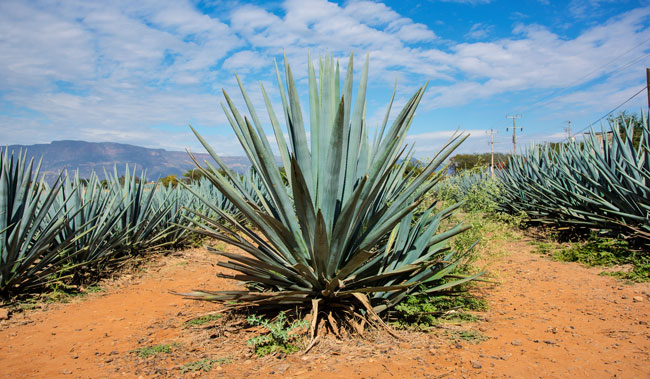 Agave şurubu nedir ve nasıl kullanılır, agave şurubu zararları nelerdir?