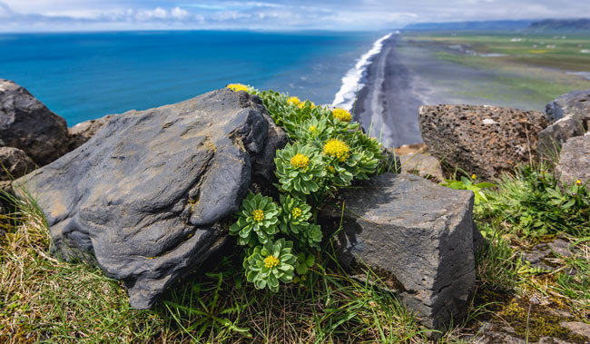 Rhodiola rosea faydaları nelerdir?