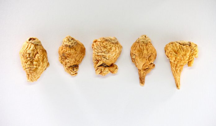 maca bitkisi